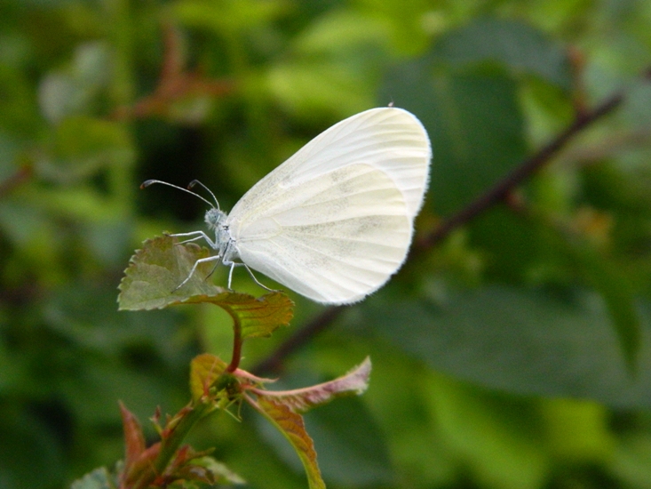 Leptidea cfr. sinapis